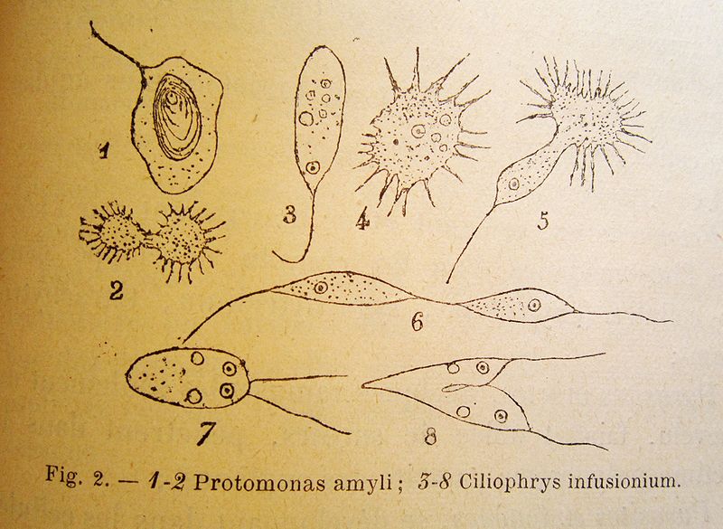File:Schets Les micro-organismes.jpg