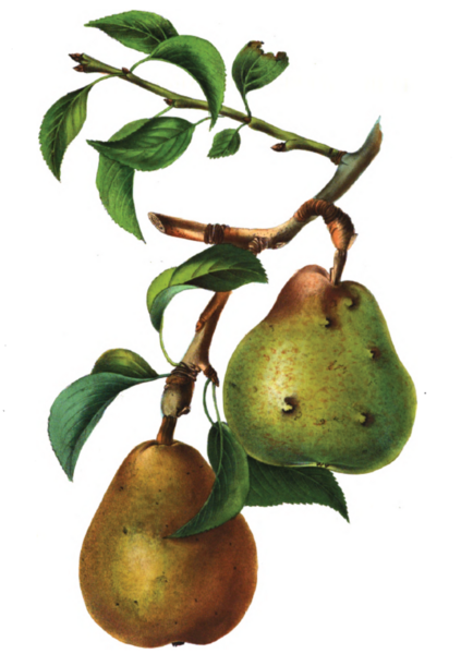 File:Poir Beurré Colmar Van Mons.png