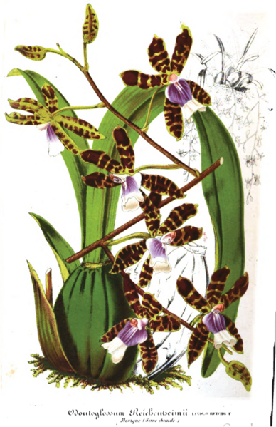 File:Orchidee plaat illustration horticole.png