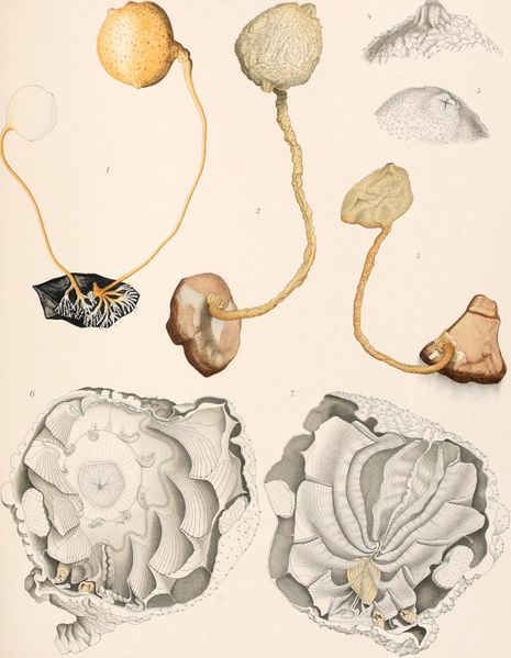 File:Resultatsdu voyage du S.Y. Belgica 1913.jpg